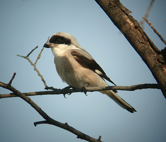 Lesser Grey Shrike by Daniel Bastaja.jpg © Daniel Bastaja, http://www.birdingfaqs.com/