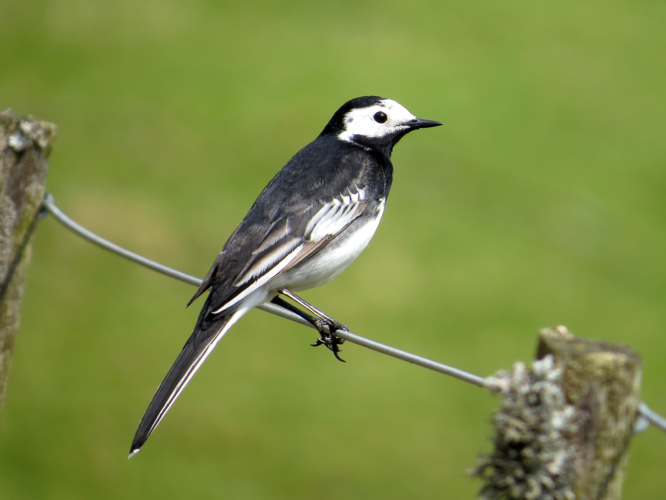 2014-04-21 Motacilla alba yarrellii, Harthope 1.jpg © MPF