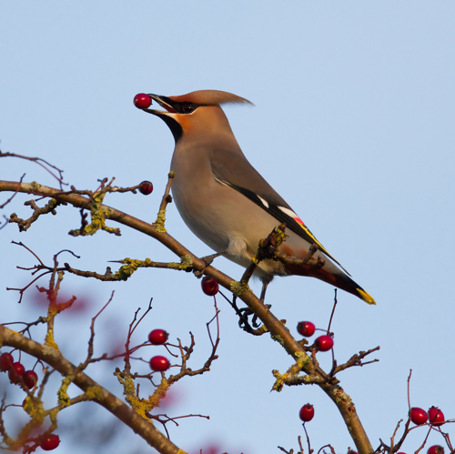 Cynffon Sidan Bombycilla garrulus.jpg © Alun Williams333