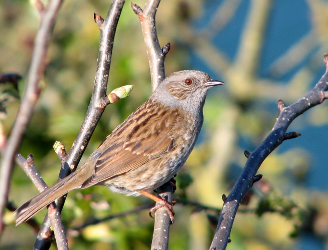 Dunnock crop2.jpg © Smalljim