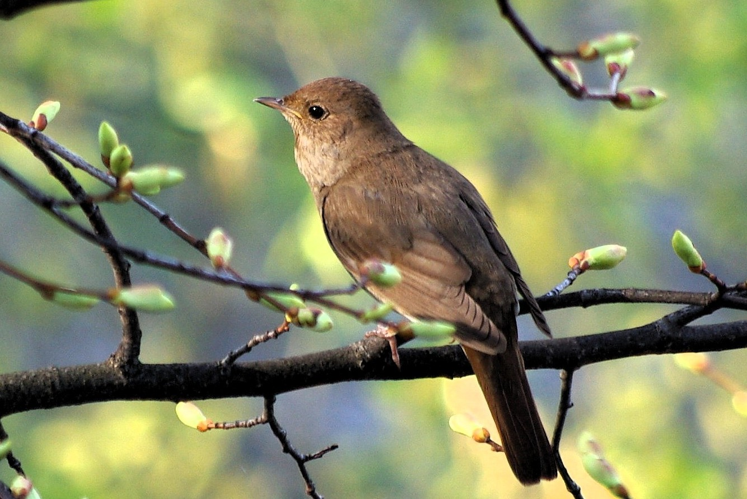 Nightingale of ancient Uglich.JPG © cheloVechek / talk