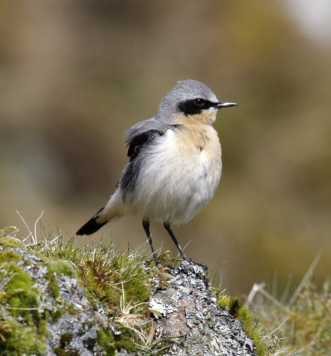 Northern wheatear male09.JPG © Aviceda
