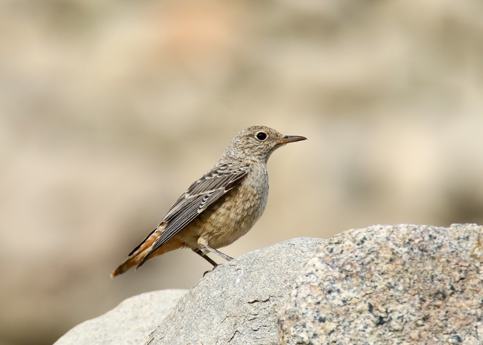 Rufous-tailed Rock-thrush (Monticola saxitilis) (38253100512).jpg © Imran Shah from Islamabad, Pakistan