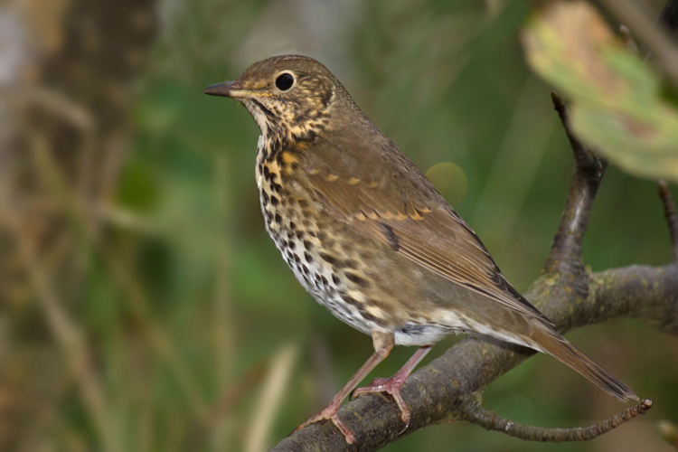 Song Thrush Turdus philomelos.jpg © Andreas Trepte