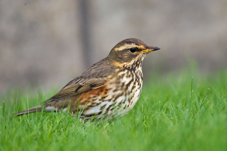 Redwing Turdus iliacus.jpg © Andreas Trepte