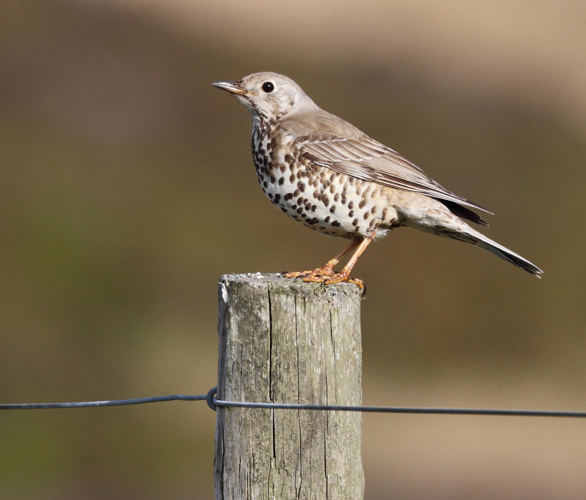 Turdus viscivorus Brych y coed.jpg © Alun Williams333