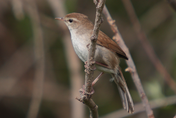 37-090505-cettis-warbler-at-Kalloni-east-river.jpg © Mark S Jobling