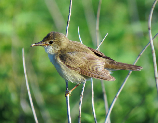 Acrocephalus palustris Irpin6.JPG © Аимаина хикари