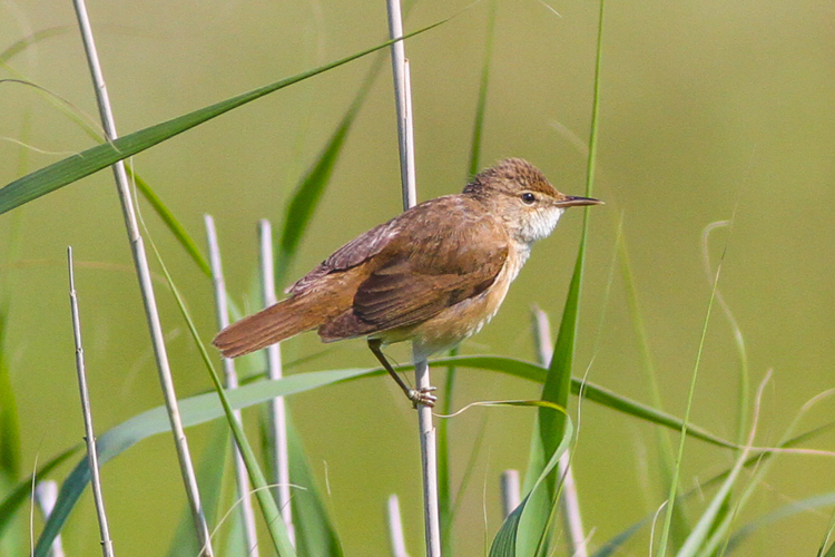 Eurasian Reed Warbler.jpg © Ron Knight
