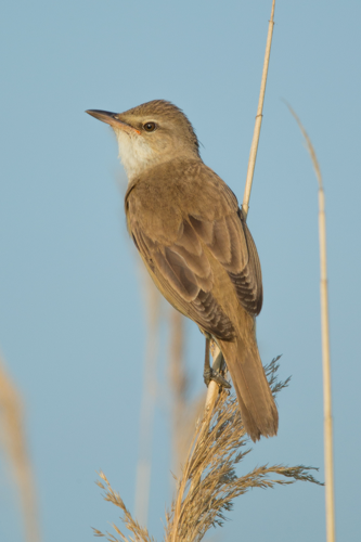Drosselrohrsänger Great reed warbler.jpg © Andreas Trepte