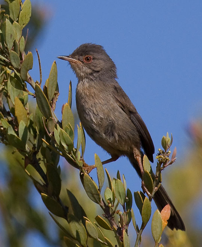 Dartford Warbler Provencegrasmücke (Sylvia undata) by J. Dietrich.jpg &copy; J. Dietrich