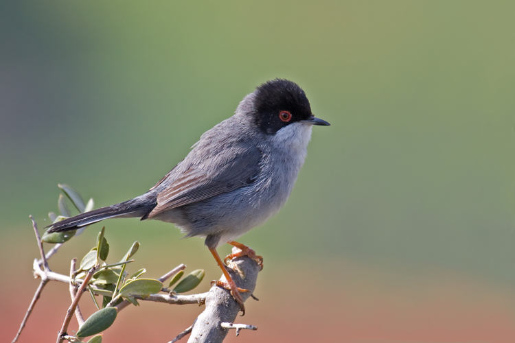 Sardinian Warbler.jpg © Andreas Trepte