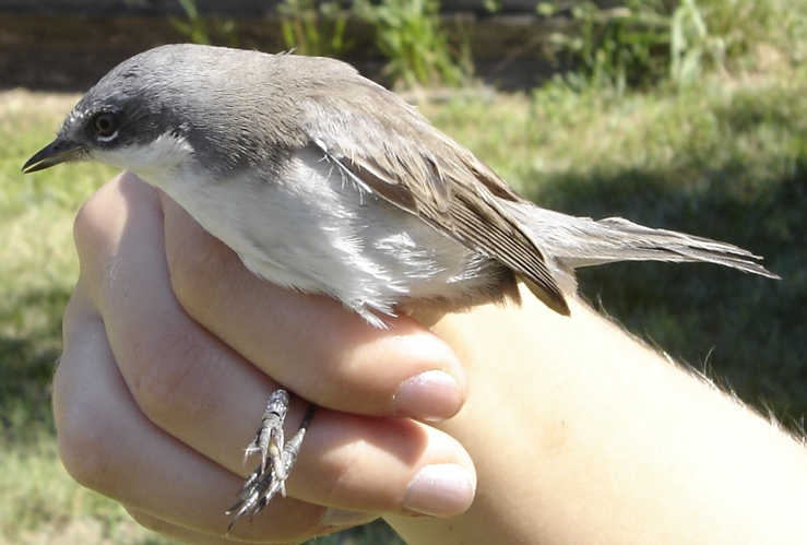 Sylvia curruca NRM.jpg © User:Aelwyn