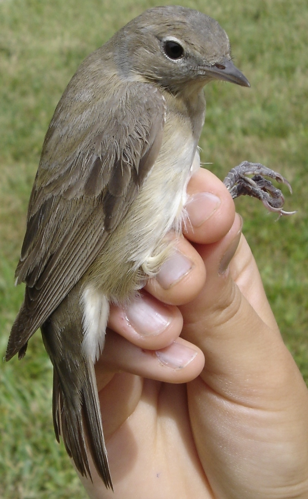 Sylvia borin NRM.jpg © User:Aelwyn