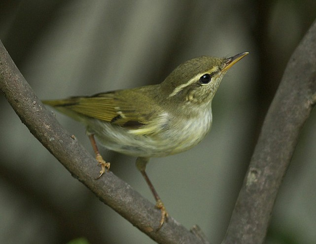 Arctic Warbler 4683b.jpg © Arctic_Warbler_4683.jpg: Alnus derivative work: Osado