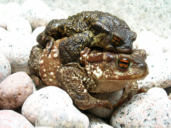 Bufo bufo couple during migration(2005).jpg © Janekpfeifer at de.wikipedia