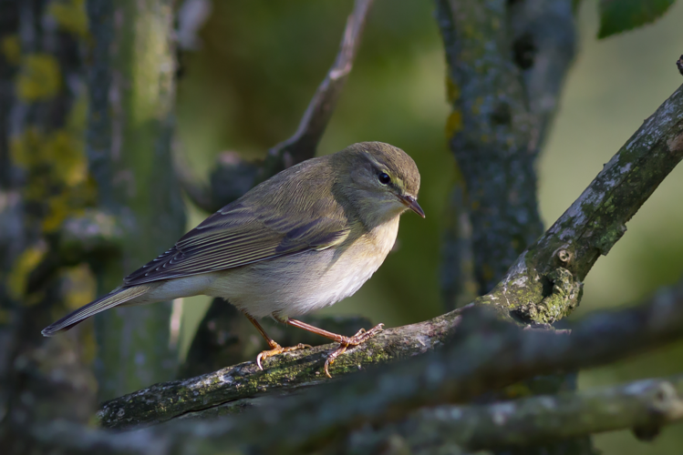 Phylloscopus, Tarn, Midi-Pyrénées, France.jpg © Pierre Dalous