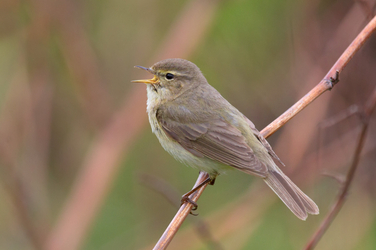 Chiffchaff - Phylloscopus collybita.jpg © Andreas Trepte
