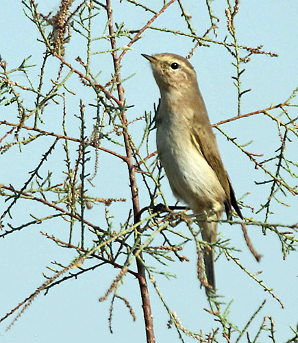 Siberian Chiffchaff I IMG 9454.jpg © J.M.Garg