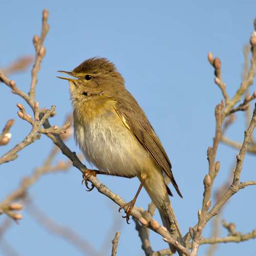 Willow Warbler Phylloscopus trochilus.jpg © Andreas Trepte