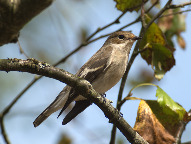 Trauerschnäpper Weibchen Ficedula hypoleuca Schlehdorf Kochelsee-001.jpg © OhWeh