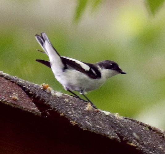 SemicollaredFlycatcher.jpg © TonyCastro