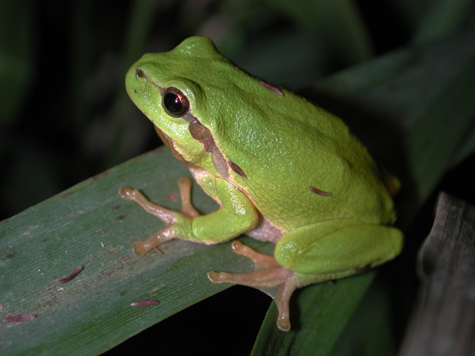 Hyla arborea01.jpg © Jeffdelonge