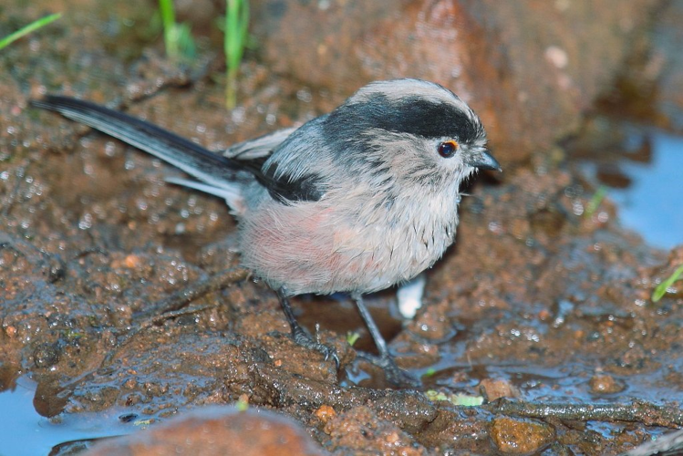 Mito Aegithalos caudatus 1.jpg © Agustín Povedano from El Puerto de Santa María, Extremadura y Andalucía