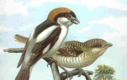 Woodchat.jpg © Kristof vt