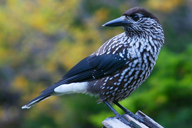 Spotted Nutcracker.jpg © Original author and uploader was MurrayBHenson at en.wikipedia