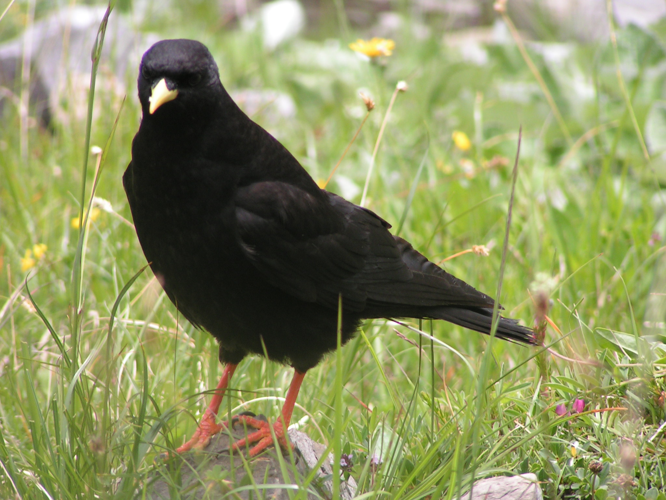 Alpine Chough.jpg &copy; Pethan