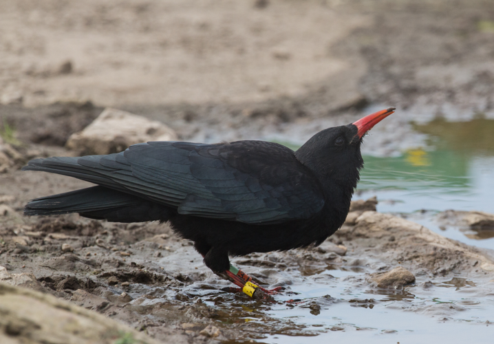 Bran goesgoch Pyrrhocorax pyrrhocorax.jpg © Alun Williams333