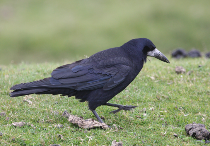 Corvus frugilegus -Dartmoor, Devon, England-8.jpg © Brian Snelson from Hockley, Essex, England