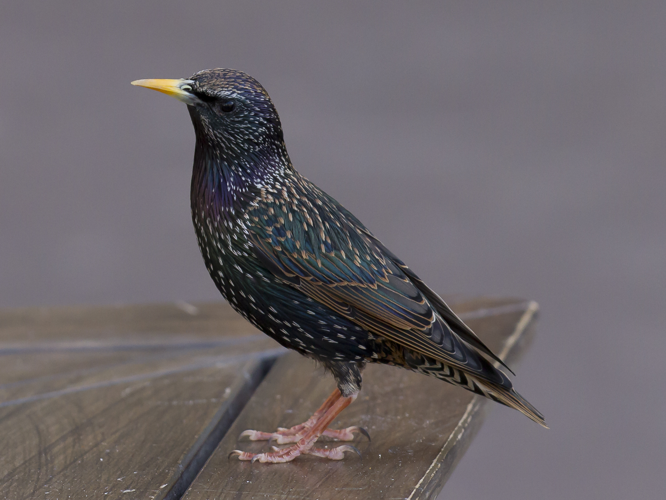 Toulouse - Sturnus vulgaris - 2012-02-26 - 2.jpg © PierreSelim