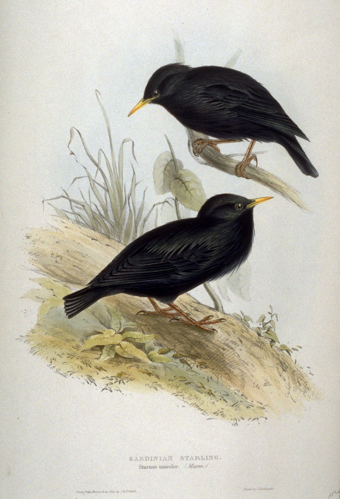 Sturnus unicolor by John Gould.jpg © Kelson