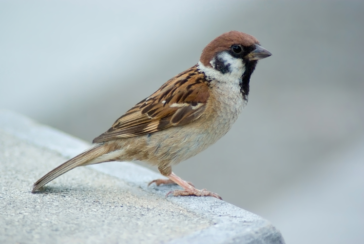 Tree Sparrow August 2007 Osaka Japan.jpg © Laitche