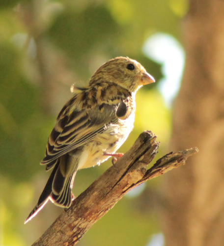 Serinus serinus (Madrid, Spain) 011.jpg © Luis García (Zaqarbal)
