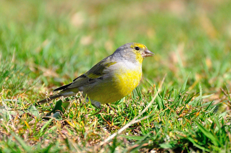 Carduelis citrinella -Plateau de Beille, Ariege, Midi-Pyrenee, France-8 (2).jpg © Sandra from France
