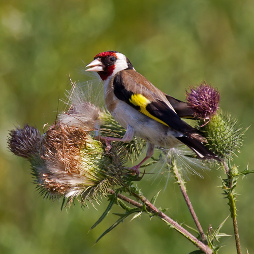 European Goldfinch on Spear Thistle.jpg © Andreas Trepte