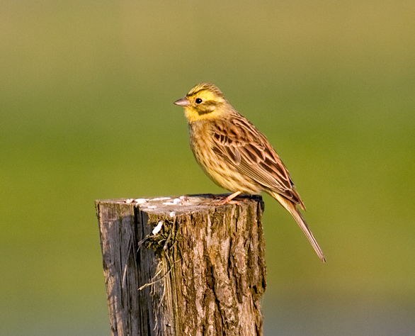 Yellowhammer.jpg © Andreas Trepte