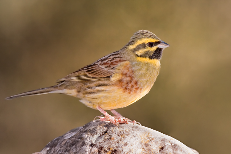 Emberiza cirlus -Valencian Community, Spain -male-8 (1).jpg © Paco Gómez from Castellón, Spain