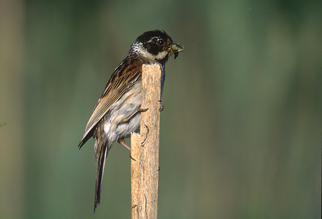 Emberiza schoeniclus 1 tom (Marek Szczepanek).jpg © Marek Szczepanek