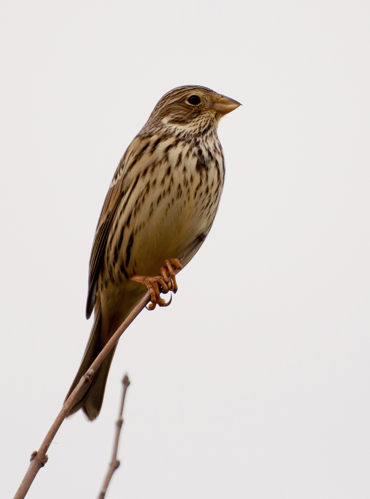 Emberiza calandra -Jardin des Plantes, Paris, France-8.jpg © Sandra from France