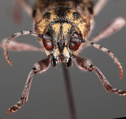 Rusticoclytus rusticus-mf.jpg © Magnefl