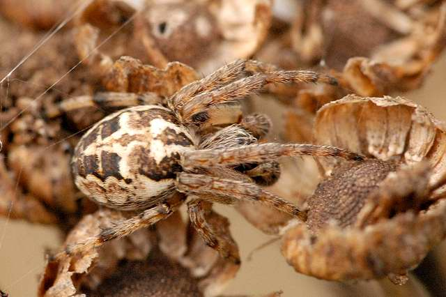 Larinioides.patagiatus2.-.lindsey.jpg © James K. Lindsey