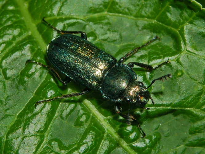 Lucanidae - Platycerus caraboides 1.JPG © Hectonichus