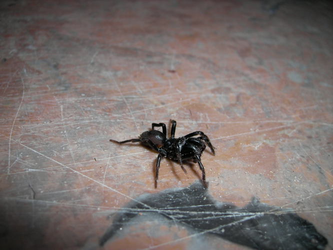 Spider029.jpg © Danny Steaven