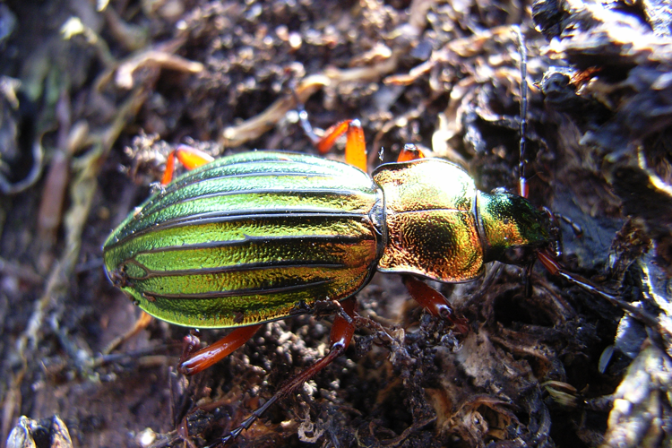 Carabus auronitens bl.jpg © Siga