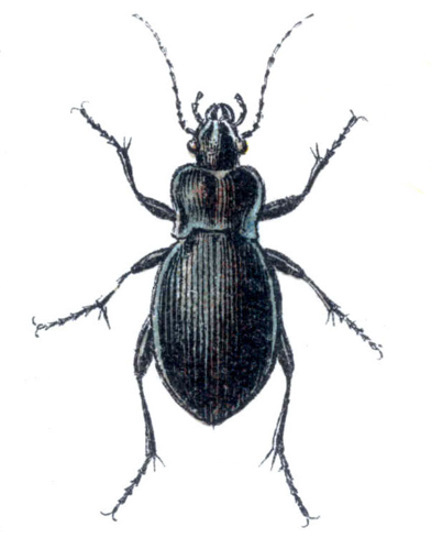 Carabus convexus.jpg © Laisverobotams