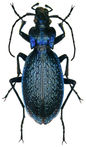 Carabus intricatus 6 (US).jpg © URSchmidt